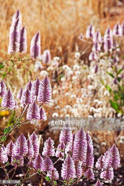 ムラムラ画像|50 ムラムラ Stock Photos, High